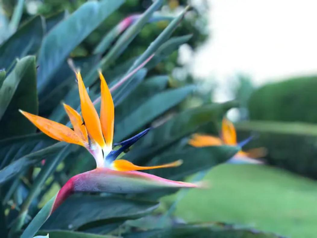 Coffee Garden Ranch Costa Rica Apartment Concepcion  ภายนอก รูปภาพ