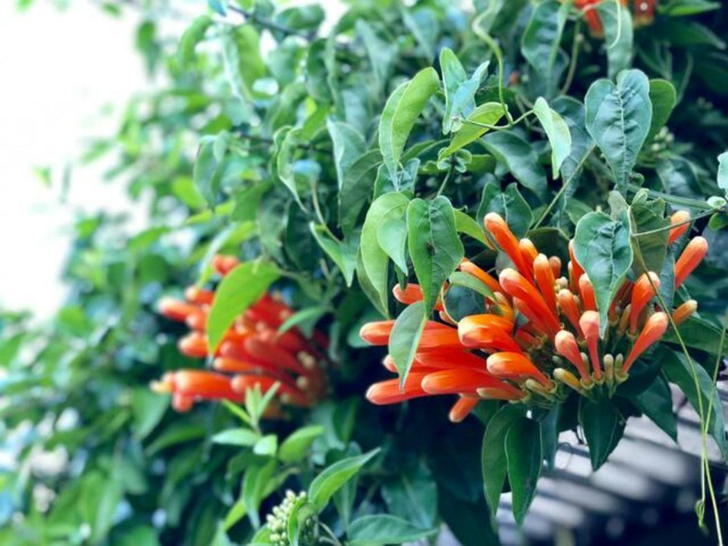 Coffee Garden Ranch Costa Rica Apartment Concepcion  ภายนอก รูปภาพ